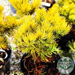 Пинус Декемврийско злато, Pinus mugo Dezember Gold