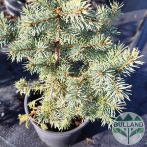 Silver spruce, Picea pungens 'Misty Blue', 30/40 cm