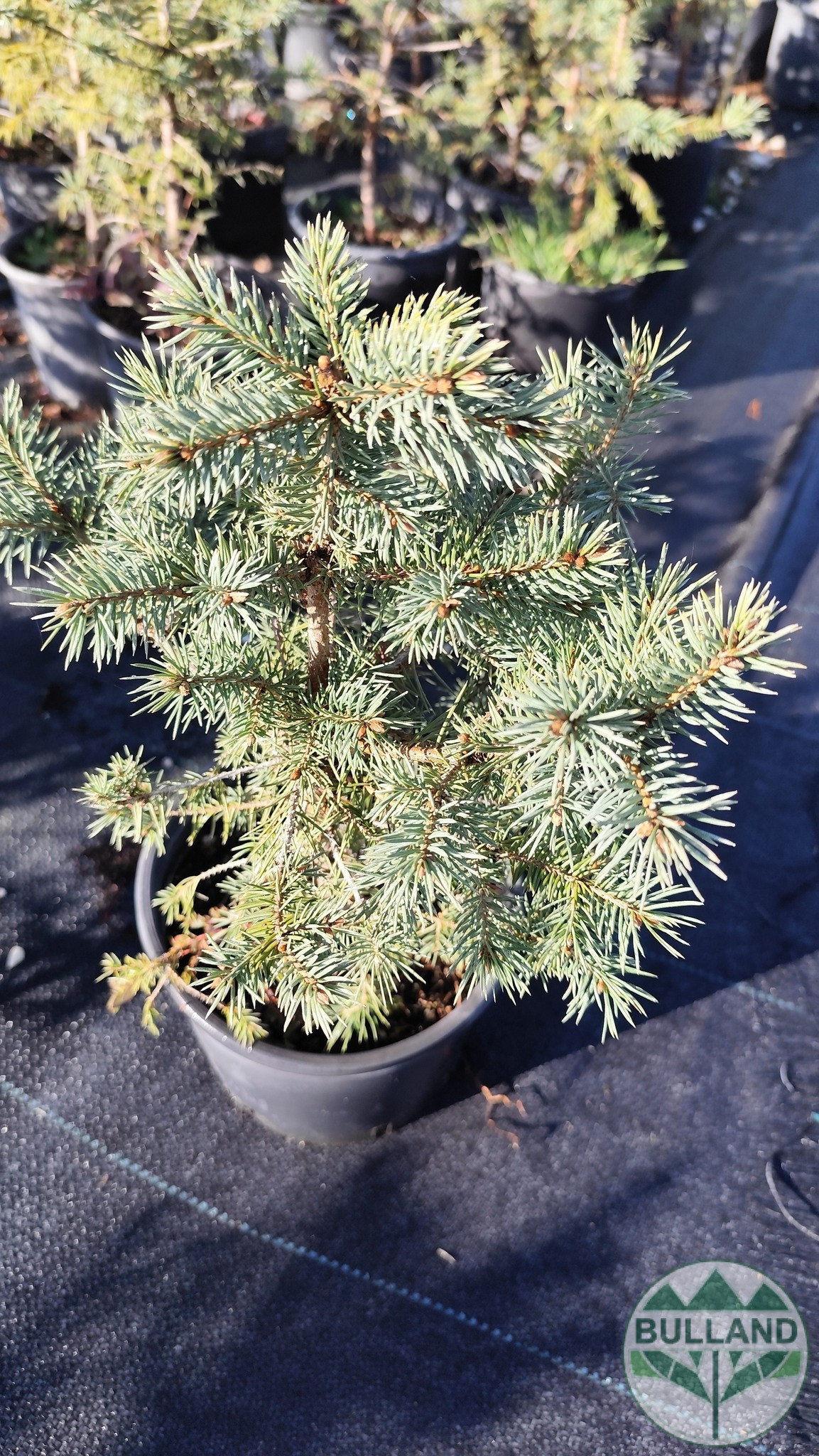 Silver spruce, Picea pungens 'Misty Blue', 30/40 cm