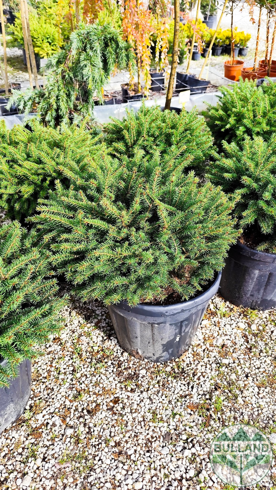 Пицея Ехиноформис,Picea glauca Echiniformis - Image 2