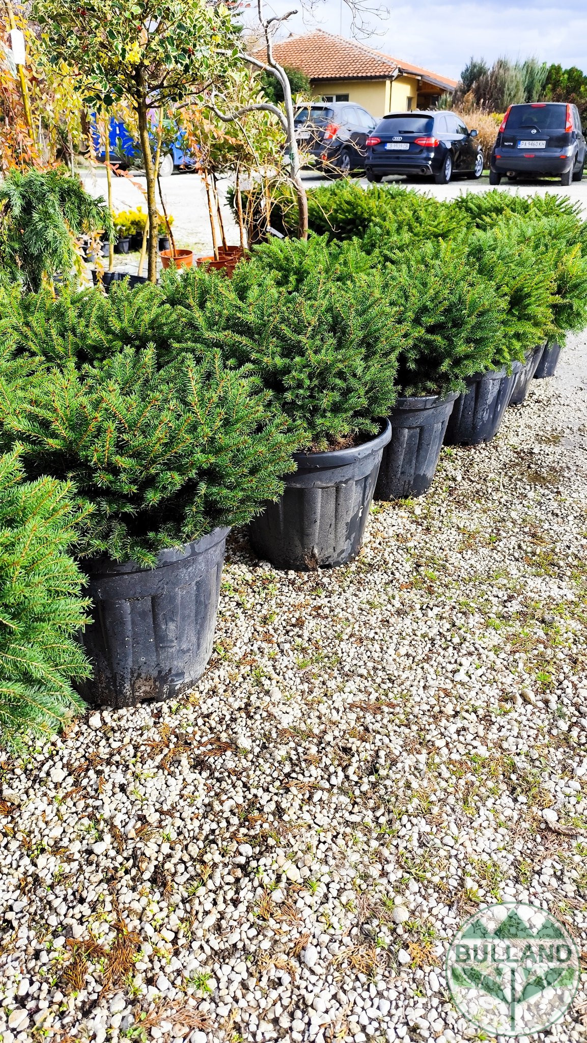 Пицея Ехиноформис,Picea glauca Echiniformis - Image 3