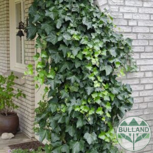 Обикновен бръшлян, Hedera helix, конт. 1 л