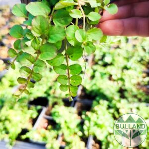 Зелена Лизимахия, Green Lysimachia, pot 9