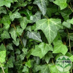 Common ivy, Ivy helix, cont. 1 l