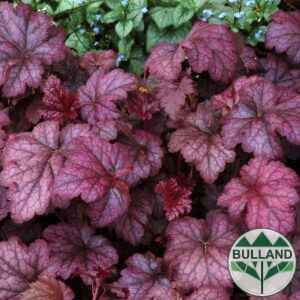 Хойхера Amethyst Mist, Heuchera Хойхера Amethyst Mist, конт. 1 л.