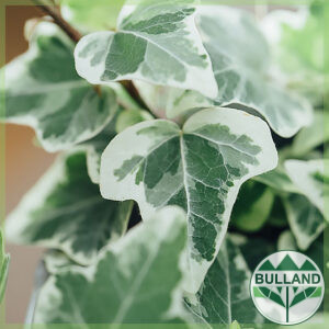 Бръшлян "Бяло чудо", Hedera helix "White Wonder", cont. 1 l