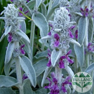 Стахис, Stachys, конт. 1 л.