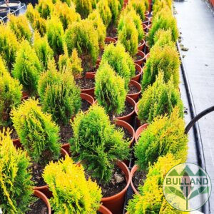 Tuya Aurea Nana, Thuja orientalis 'Aurea Nana', cont. 3 l., 30/40 cm.