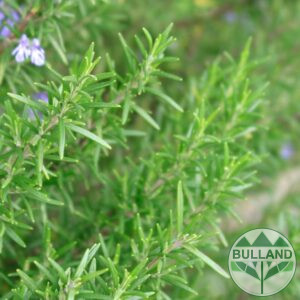 Розмарин, Rosmarinus officinalis, конт. 3 л.