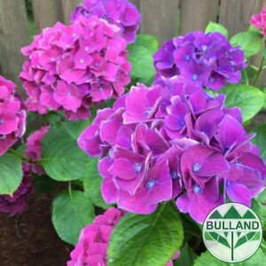 Hydrangea macrophylla purple, Hydrangea macrophylla Purple , cont. 10 l.