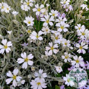 Рожец, Церастиум, Cerastium tomentosum, pot 9
