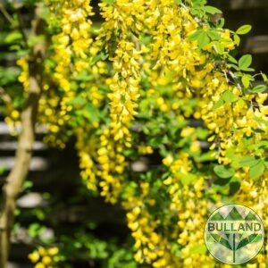 Карагана плачеща, Caragana arborescens pendula, височина 120 см