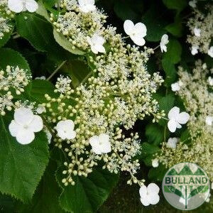 Катерлива Хортензия, Hydrangea anomala petiolaris