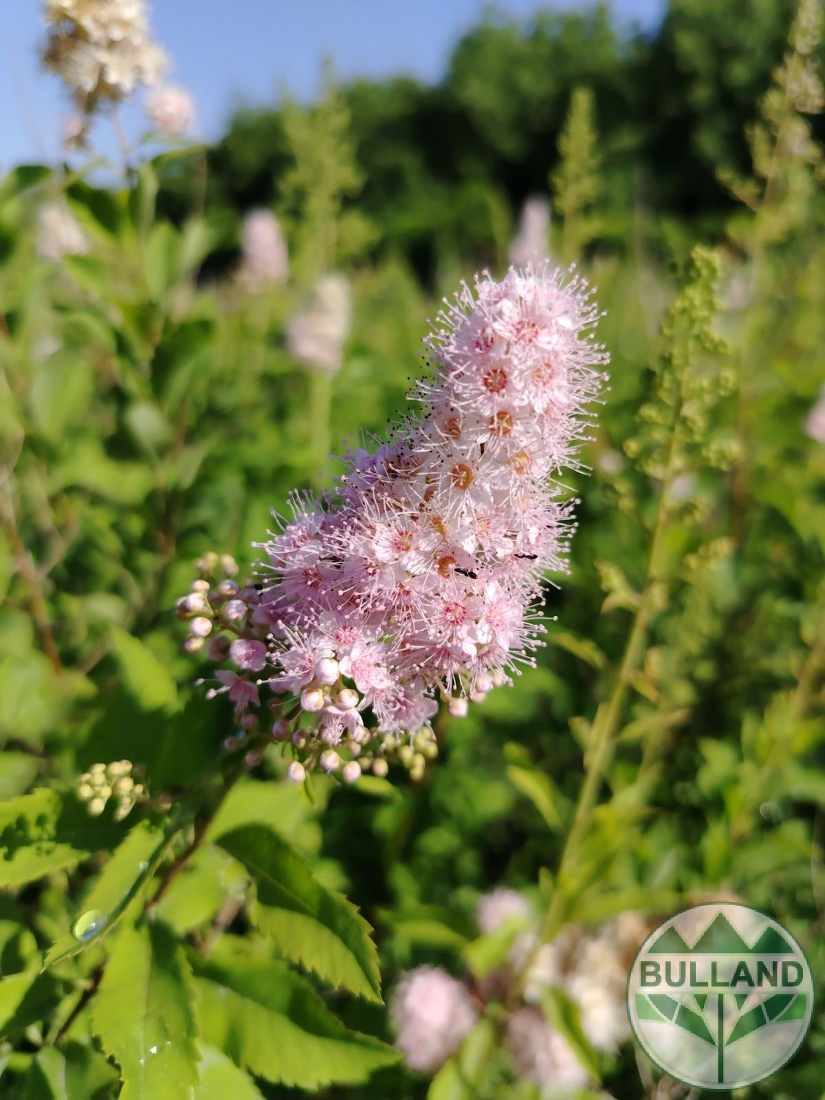 Спирея Салицифолия, Spiraea Salicifolia, височина 60/80 см - Image 5