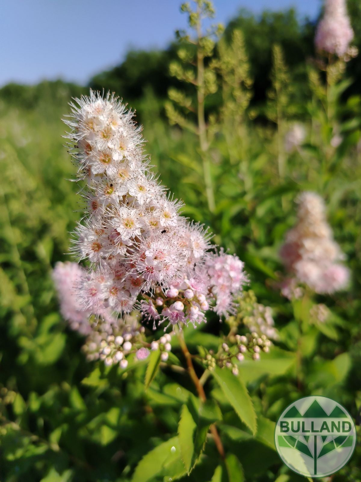 Спирея Салицифолия, Spiraea Salicifolia, височина 60/80 см - Image 4