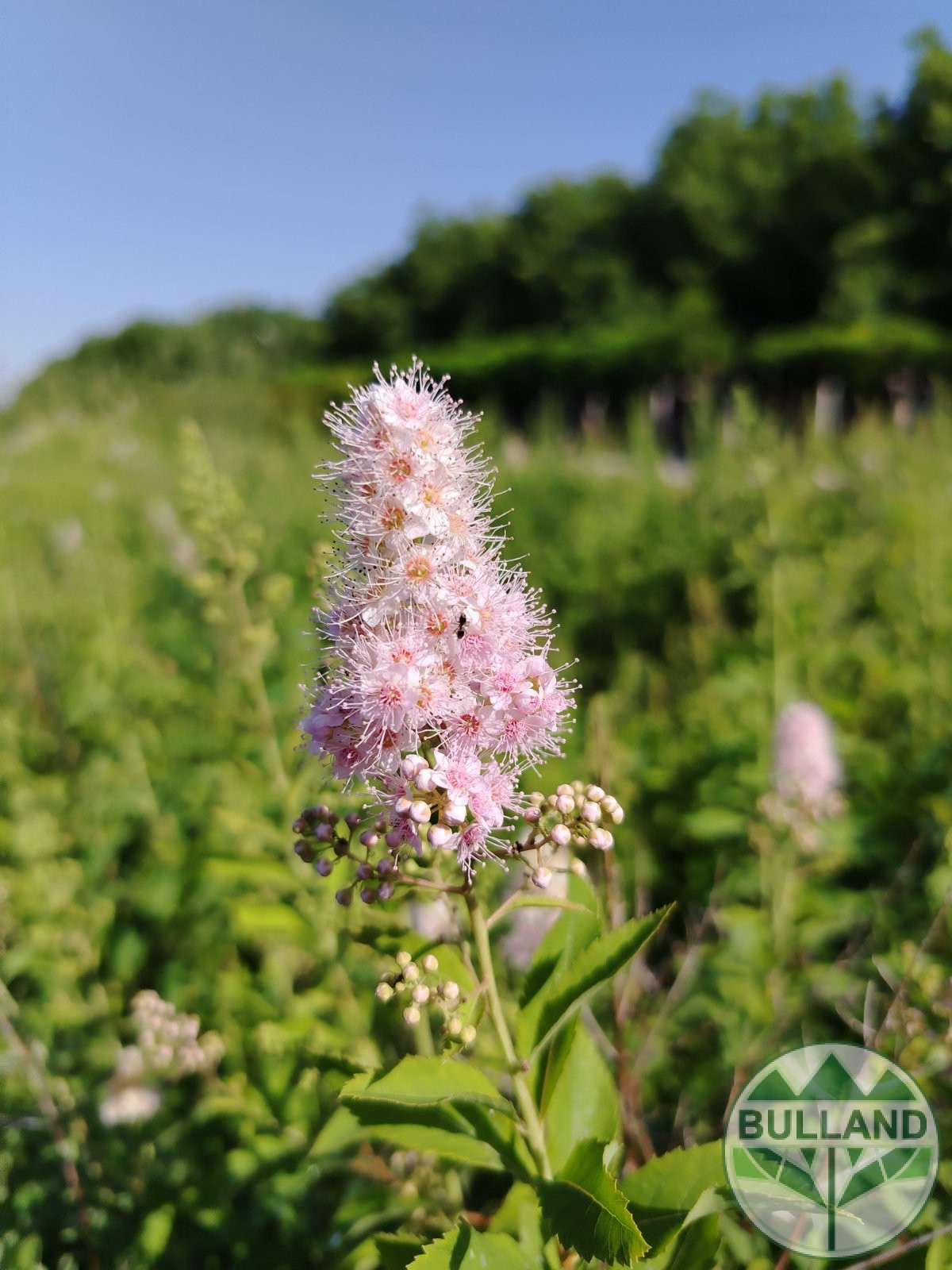 Спирея Салицифолия, Spiraea Salicifolia, височина 60/80 см - Image 3