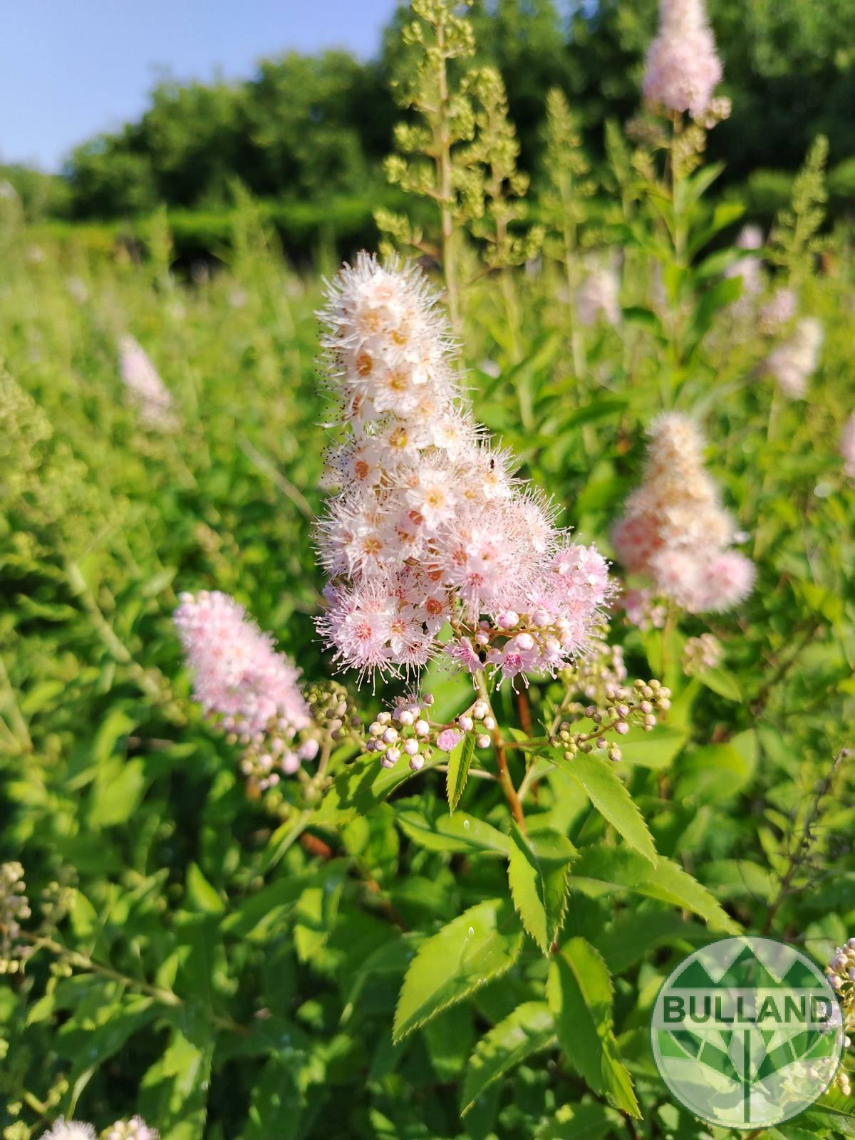 Спирея Салицифолия, Spiraea Salicifolia, височина 60/80 см - Image 2