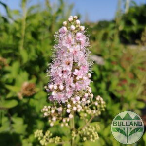 Спирея Салицифолия, Spiraea Salicifolia, височина 60/80 см
