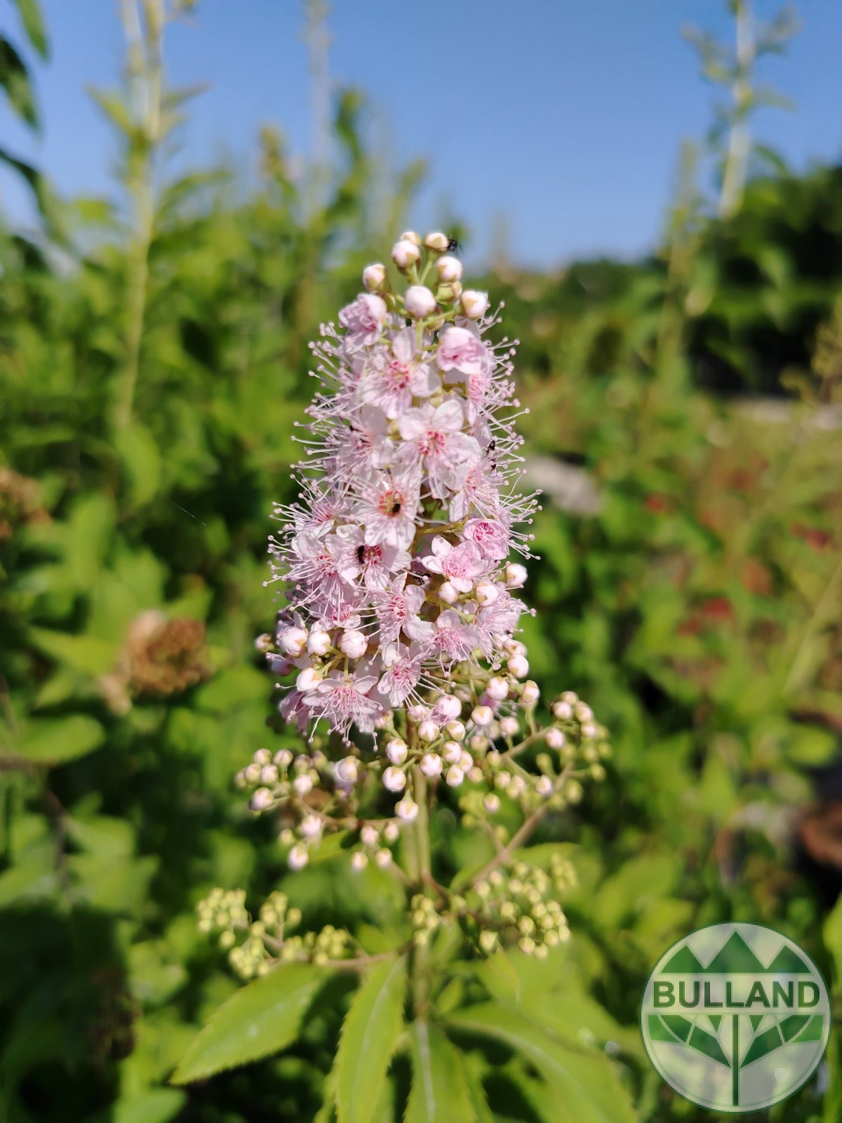 Спирея Салицифолия, Spiraea Salicifolia, височина 60/80 см