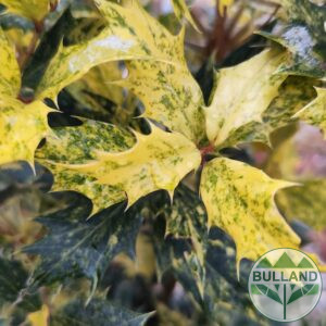 Османтус на топка, Osmanthus, контейнер 5 л