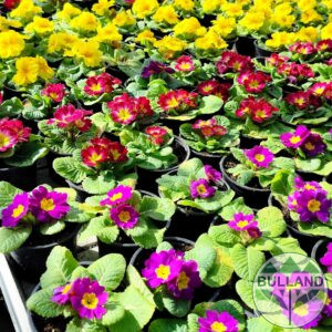 Иглика, Primula, pot 10.5