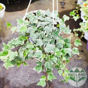Кошница с Бръшлян Бяло чудо, Hedera helix White Wonder