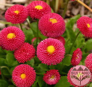 Белис Паричка червена, Bellis Tasso Red , pot 10,5