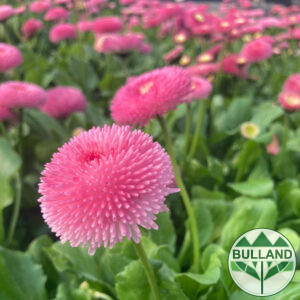 Белис Паричка розова, Bellis Tasso Pink , pot 10,5