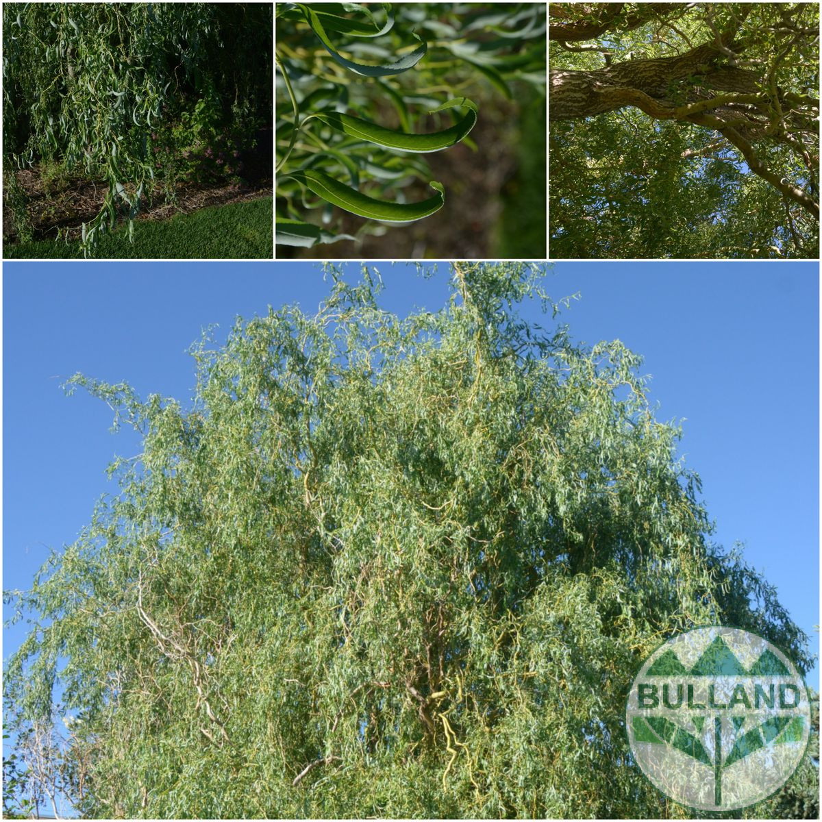 Къдрава върба ‘Тортуоса’, Salix matsudana ‘Tortuosa’, височина 70/80 см - Image 3
