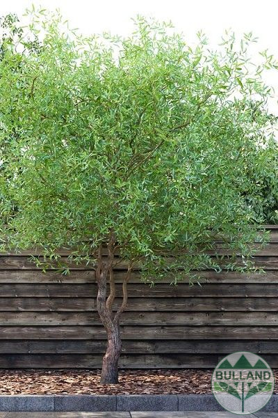 Къдрава върба ‘Тортуоса’, Salix matsudana ‘Tortuosa’, височина 70/80 см - Image 6