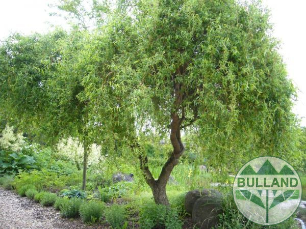 Къдрава върба ‘Тортуоса’, Salix matsudana ‘Tortuosa’, височина 70/80 см - Image 5