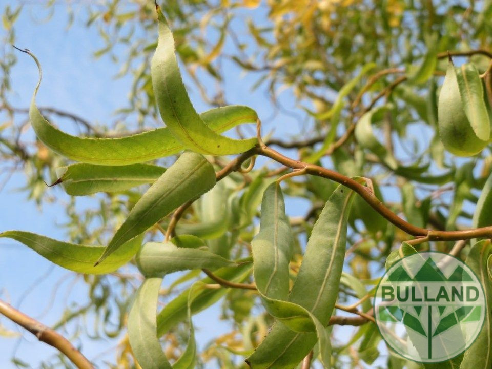 Къдрава върба ‘Тортуоса’, Salix matsudana ‘Tortuosa’, височина 70/80 см - Image 4
