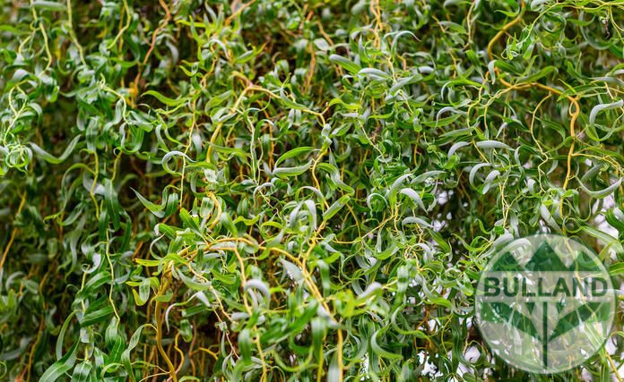Къдрава върба ‘Тортуоса’, Salix matsudana ‘Tortuosa’, височина 70/80 см - Image 2