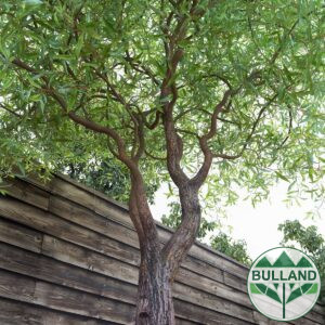 Къдрава върба ‘Тортуоса’, Salix matsudana ‘Tortuosa’, височина 70/80 см