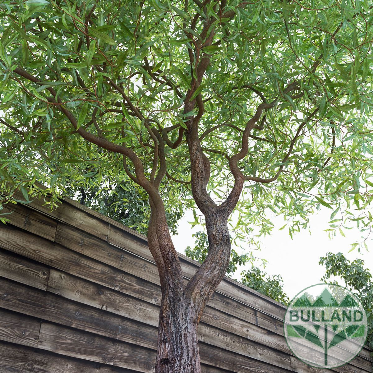 Къдрава върба ‘Тортуоса’, Salix matsudana ‘Tortuosa’, височина 70/80 см