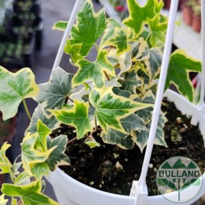 Кошница с Бръшлян, Hedera Helix Yellow Ripple