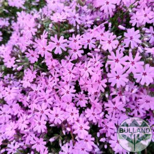 Phlox, Phlox sub. Dwarf carpet, cont. 1 l.