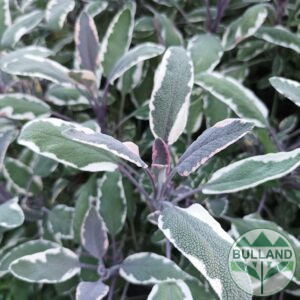 Салвия шарена, Salvia Оfficinalis Tricolor, конт. 1 л.