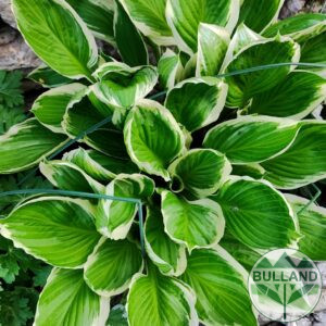 Хоста Франция, Hosta Francee, конт. 1 л.