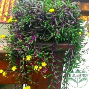 Седум Рубинена огърлица, Othonna capensis, pot 9