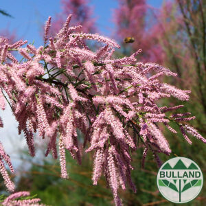 Тамарикс, Tamarix, дръвче, 100/120 см.