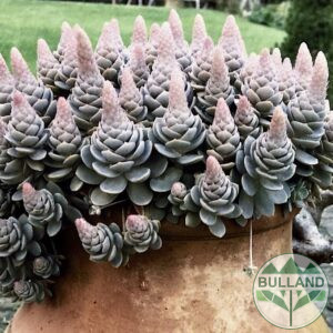 Седум Оростахис, Китайска шапка, Orostachys ‘Chinese Hat'
