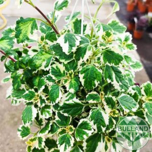 Плектрантус кошница, Plectranthus