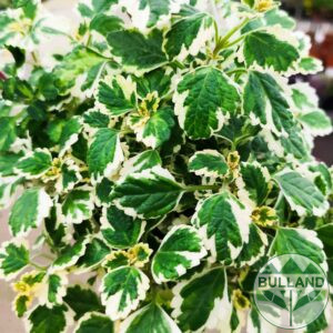 Плектрантус, Plectranthus,