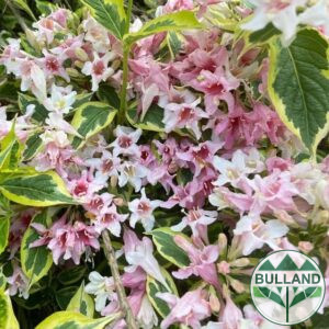 Вейгела флорида Вариегата, Weigela florida Variegata