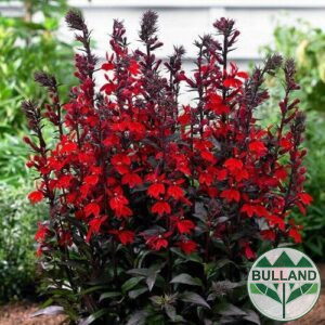 Лобелия Скарлет, Lobelia speciosa Starship Scarlet