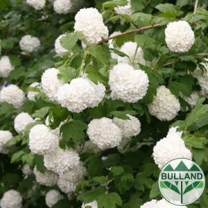 Калина, Картоп, Viburnum opulus ‘Roseum’