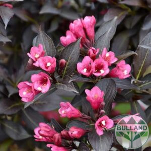 Вейгела Александра, Weigela florida Alexandra
