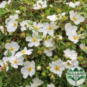 Потентила, Potentilla fruticosa "Abbotswood"