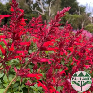 Салвия Червен Роман, Salvia Roman Red